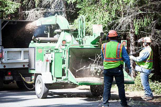 How Our Tree Care Process Works  in  Clifton Knolls Mill Creek, NY